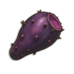 Bunny Cactus Seeds
