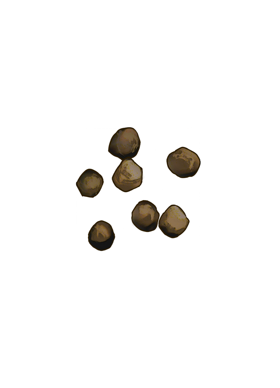 Cabbage Seeds
