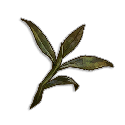 Dried Tea Leaves