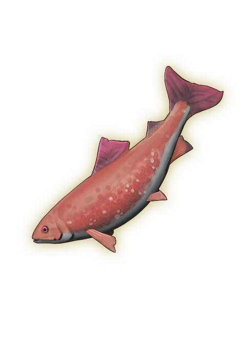 Salmon