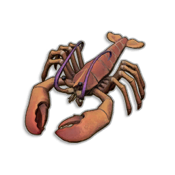 Raw Lobster