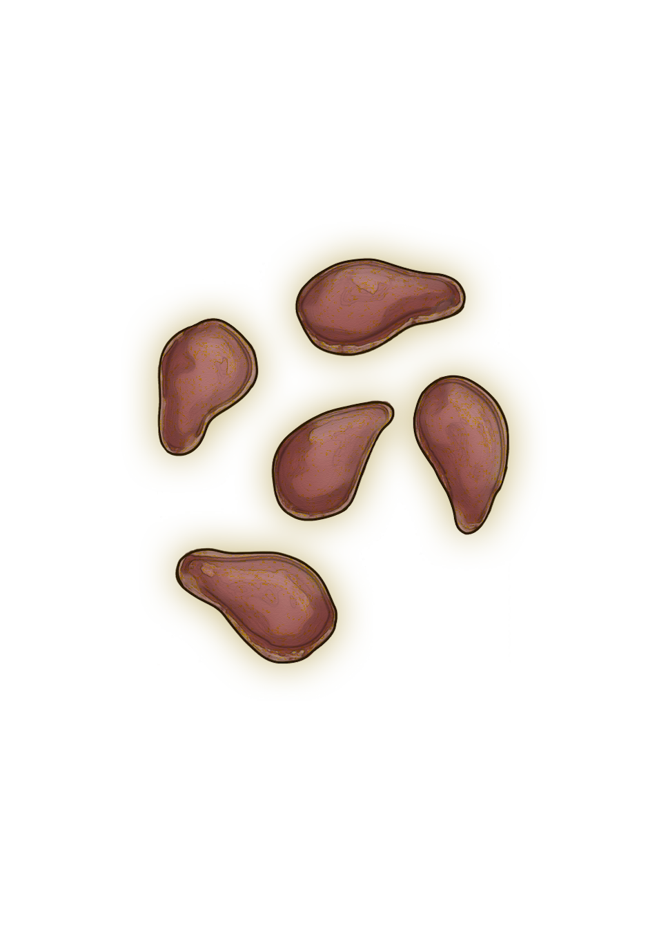Flax Seeds
