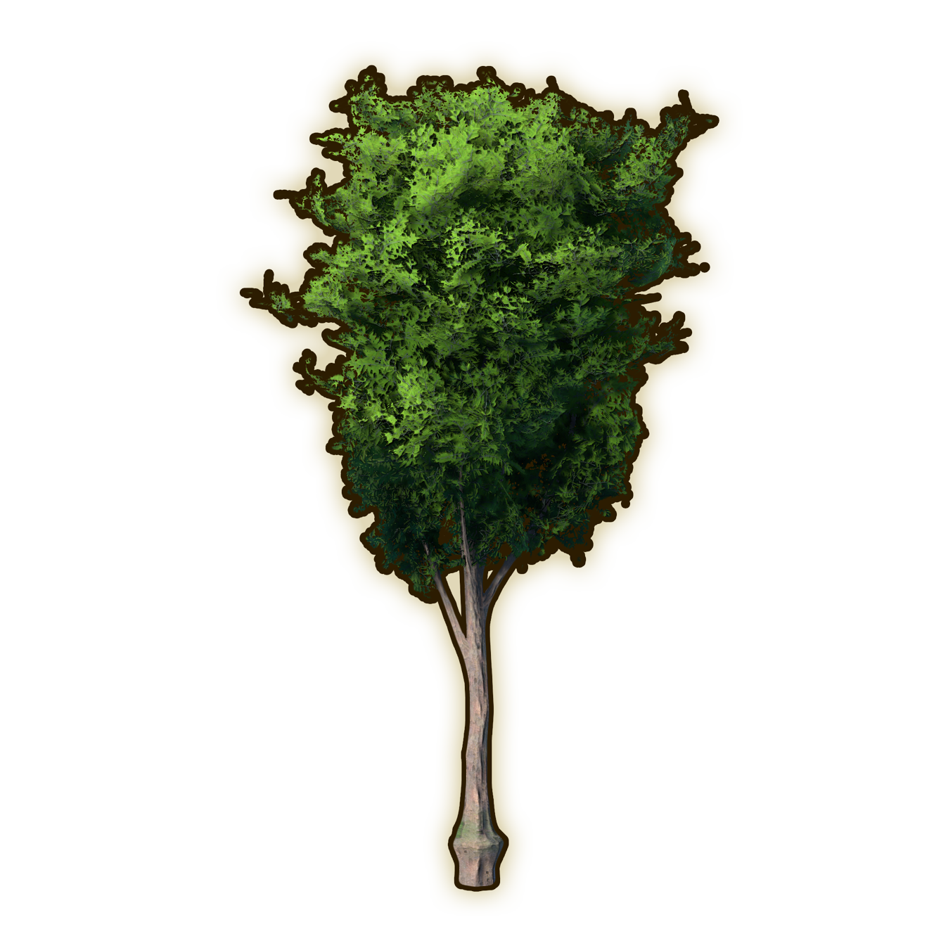 Ash Tree