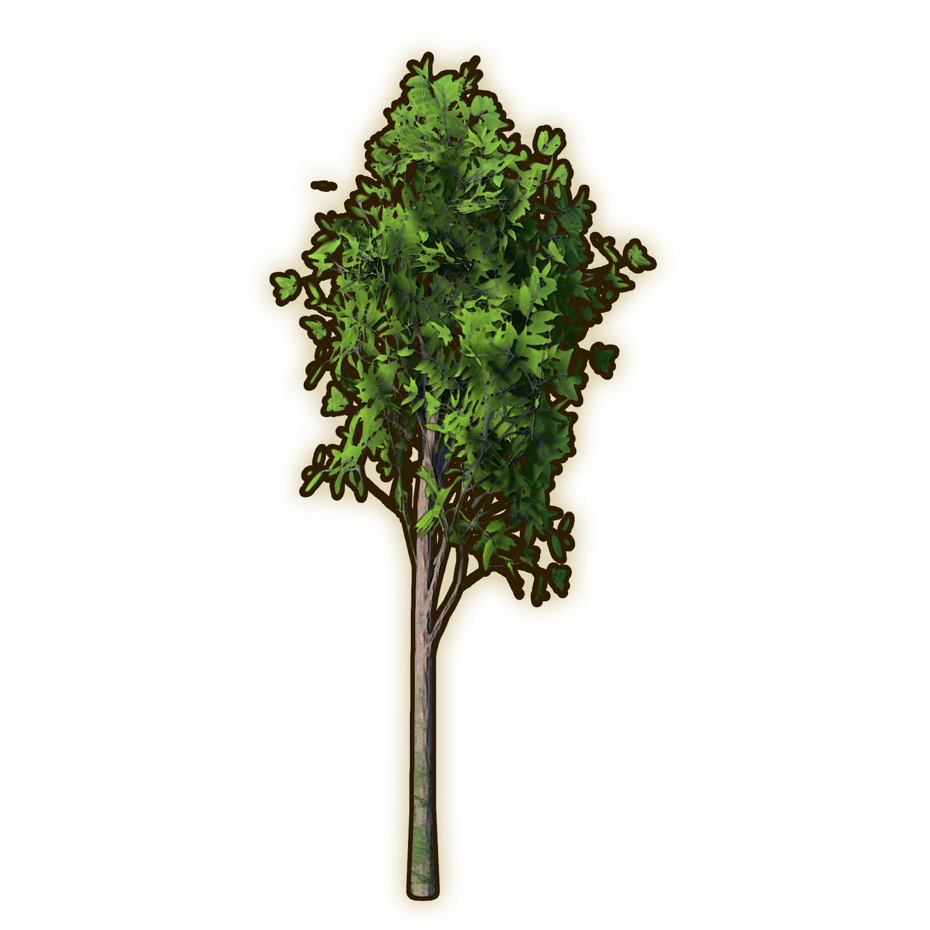 Ash Sapling