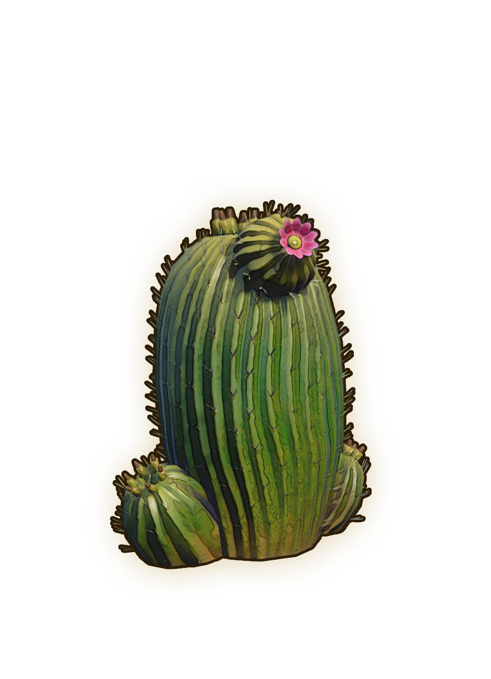 Barrel Cactus