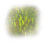 Poison icon