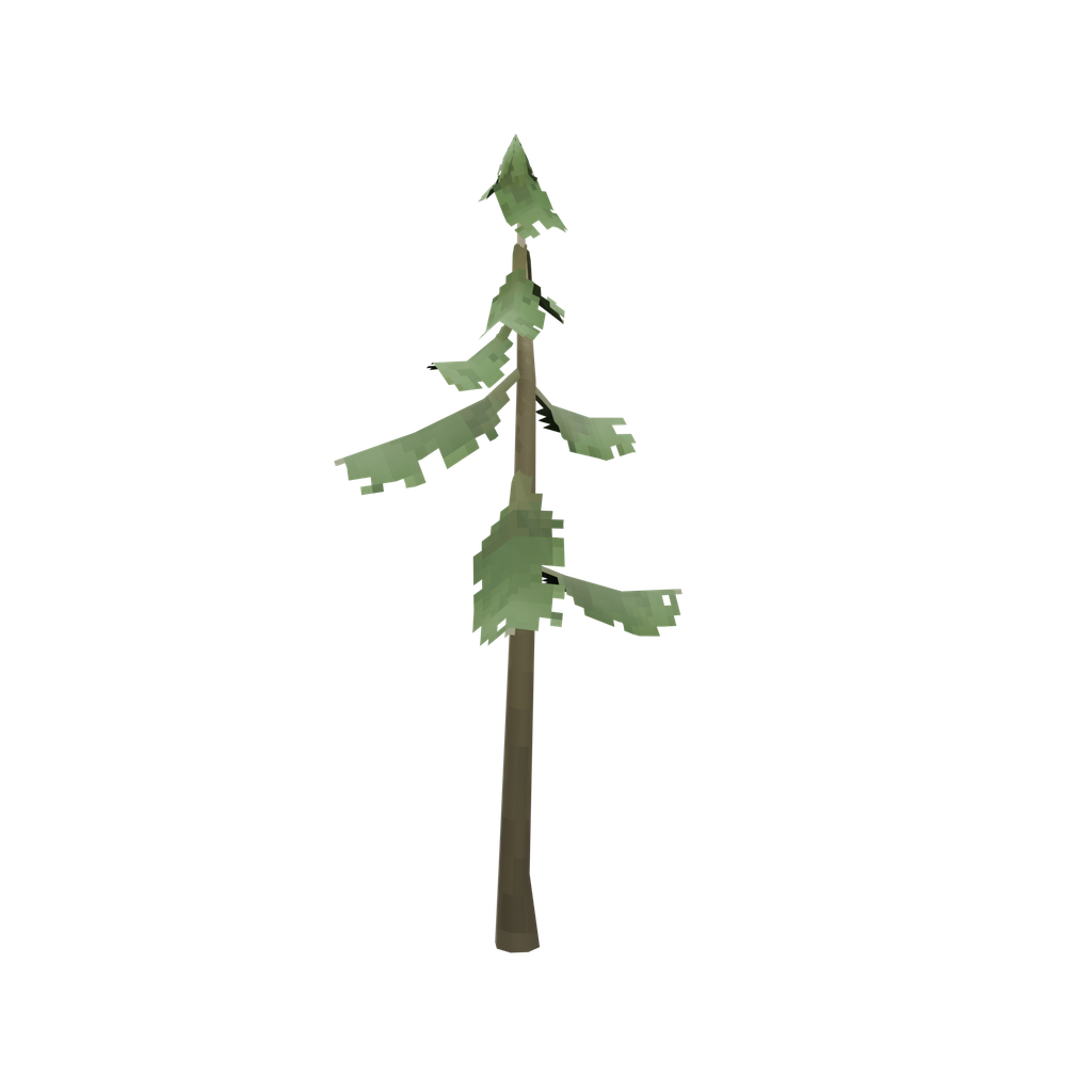 Pine Sapling