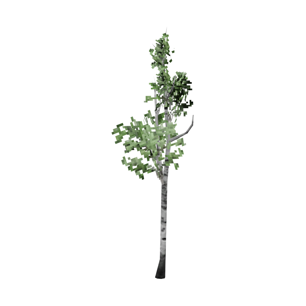Birch Sapling