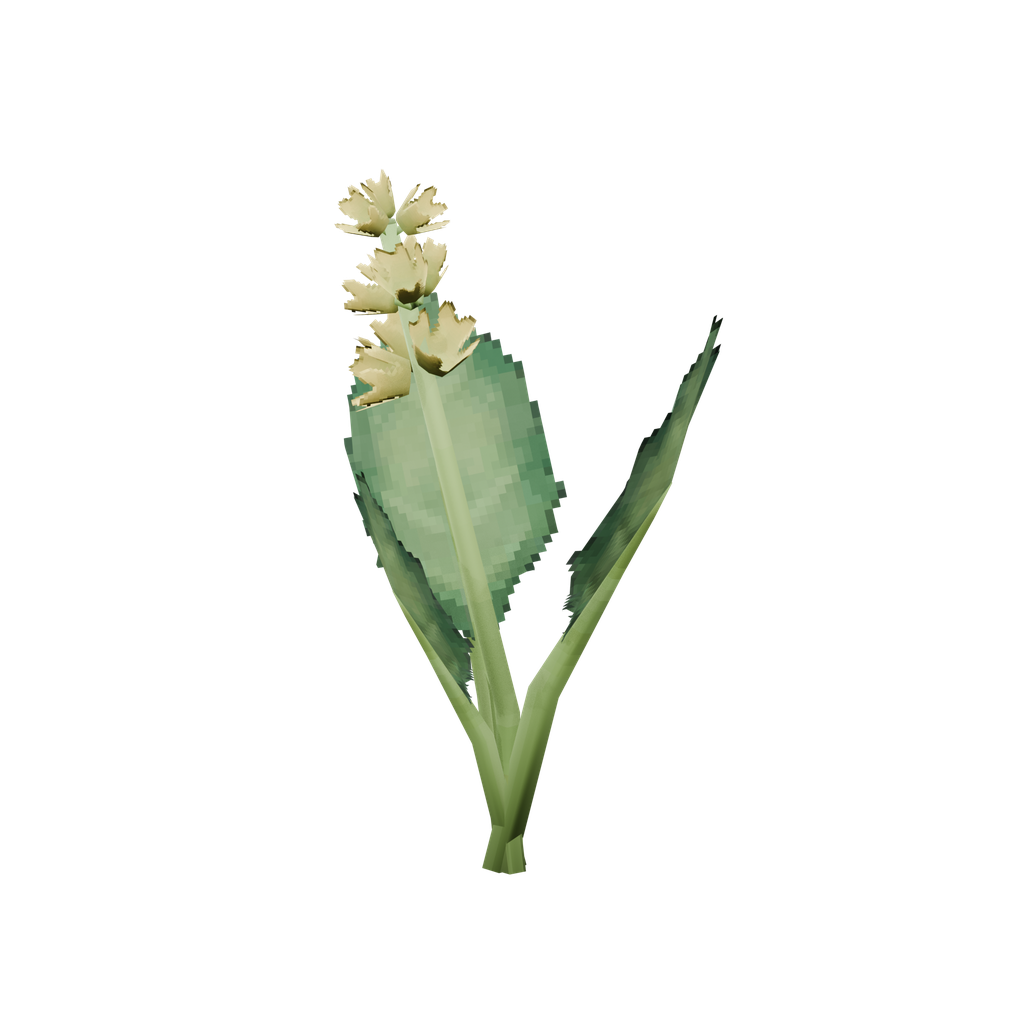 Seed Kale