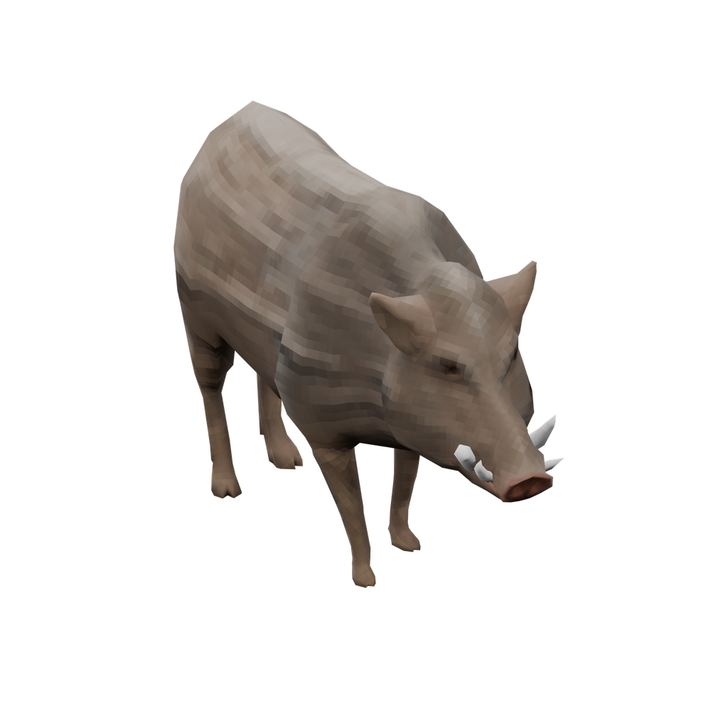Boar