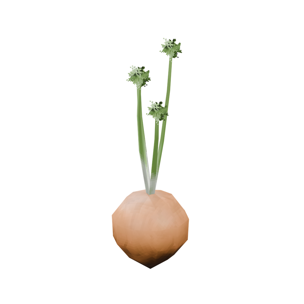 Seed-onion