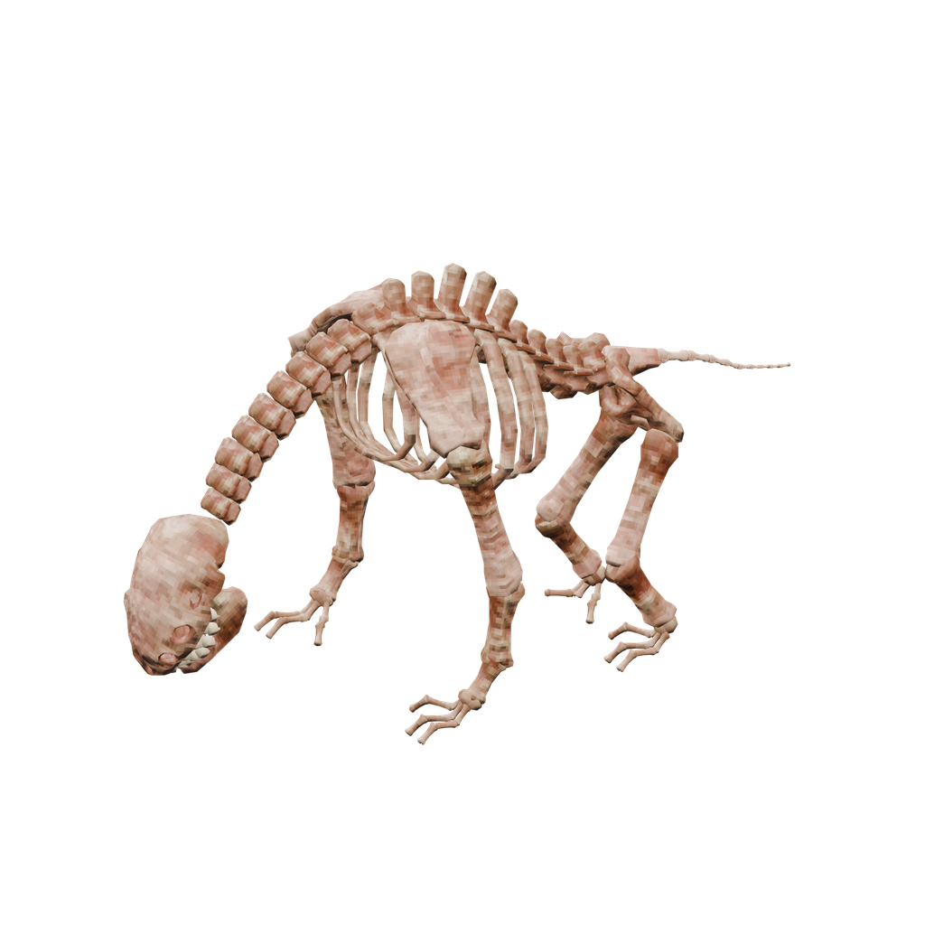 Asksvin Skeleton