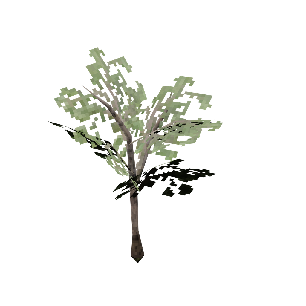 Oak Sapling