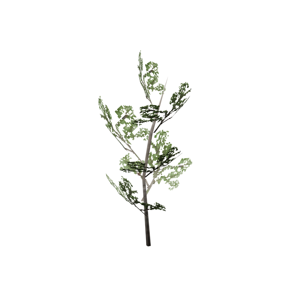 Beech sapling