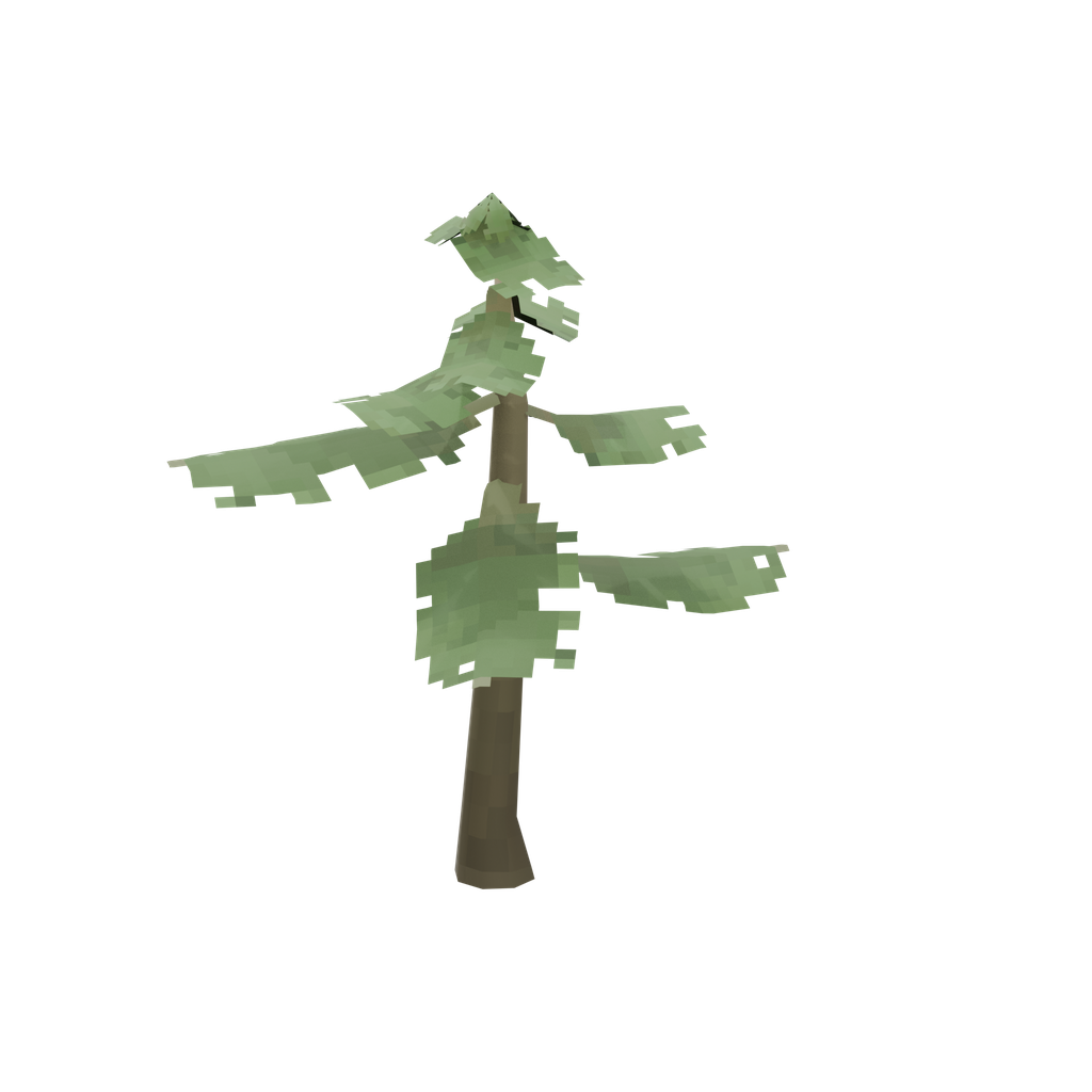 Fir Sapling