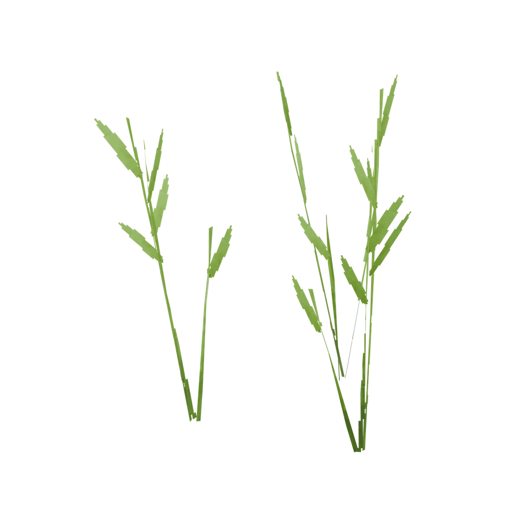 Barley
