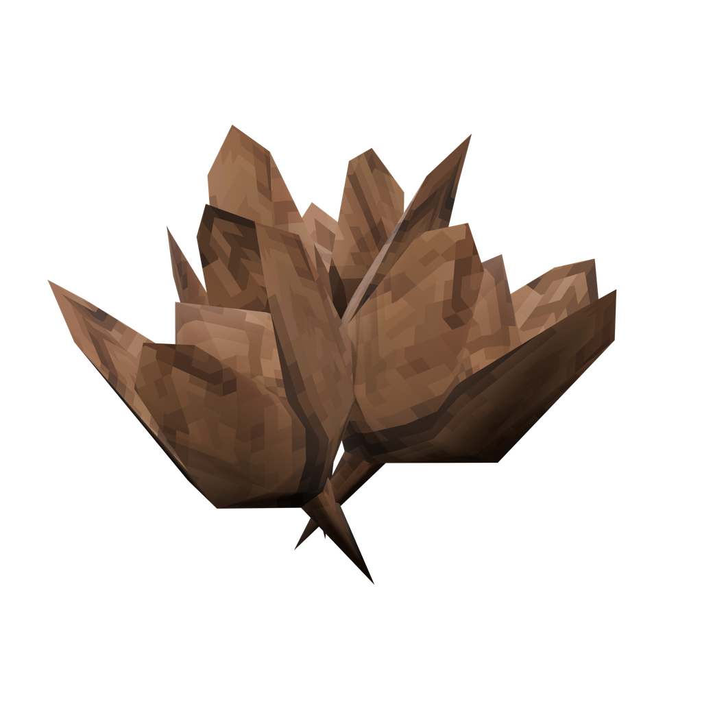 Beech Seeds