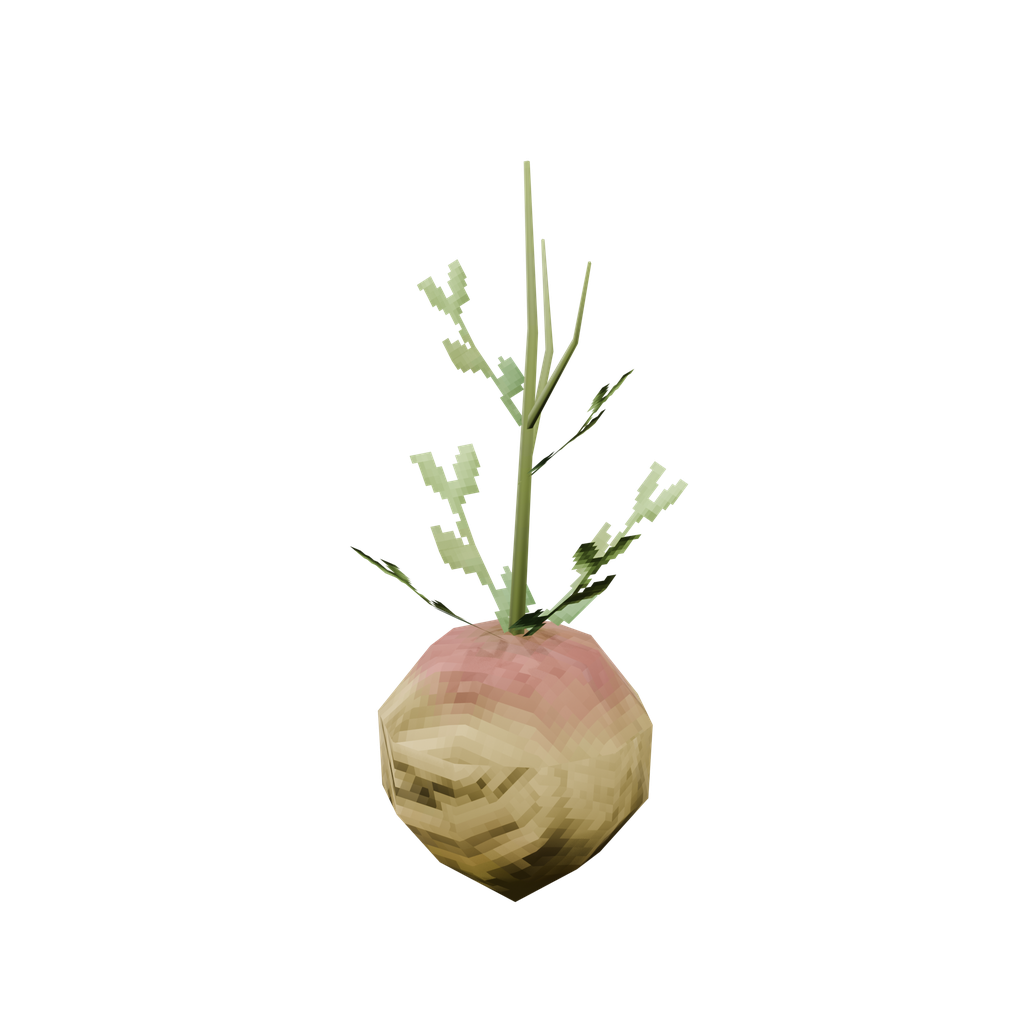 Seed-turnip